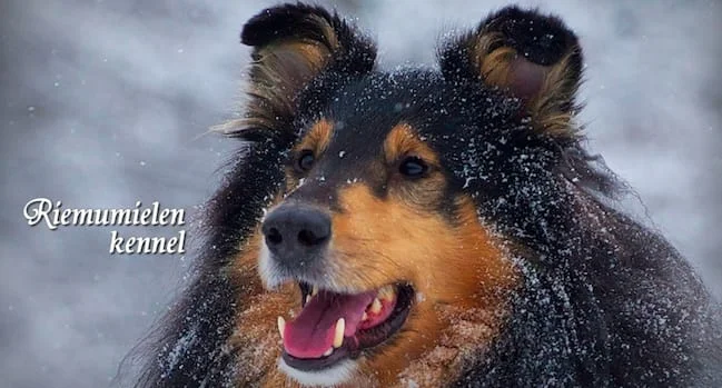 Riemumielen Kennel